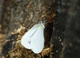 Foto, materiell, befreit, Landschaft, Bild, hat Foto auf Lager,Sumen Sie bizarrerie brimstone-Schmetterling, Schmetterling, , , Feder