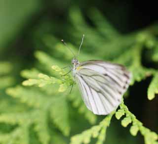 photo,material,free,landscape,picture,stock photo,Creative Commons,Line bizarrerie brimstone butterfly, butterfly, , , feather