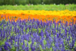 photo, la matire, libre, amnage, dcrivez, photo de la rserve,Un jardin de la fleur de Furano, jardin de la fleur, sage bleu, Je suis joli, Rve