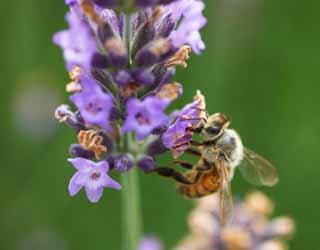 Foto, materieel, vrij, landschap, schilderstuk, bevoorraden foto,Het is een bee naar een lavendel, Bee, , , Lavendelblauw