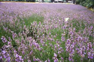 photo,material,free,landscape,picture,stock photo,Creative Commons,A flower garden of Furano, flower garden, lavender, I am pretty, Fantasy