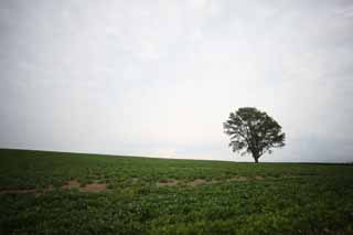 Foto, materieel, vrij, landschap, schilderstuk, bevoorraden foto,Een boom van de filosofie, Veld, Boom, Het land, Landelijk landschap