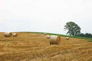 photo,material,free,landscape,picture,stock photo,Creative Commons,A grass roll, field, grass roll, The country, rural scenery