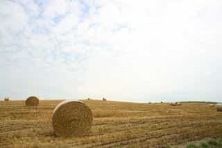 Foto, materiell, befreit, Landschaft, Bild, hat Foto auf Lager,Eine Grasrolle, Feld, Grasrolle, Das Land, lndliche Landschaft