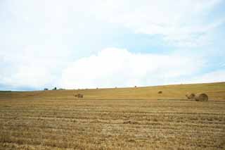 foto,tela,gratis,paisaje,fotografa,idea,Un rollo de csped, Campo, Rollo de csped, El pas, Paisaje rural