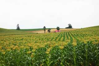 fotografia, materiale, libero il panorama, dipinga, fotografia di scorta,Una collina con un tetto rosso, campo, tetto rosso, Il paese, scenario rurale