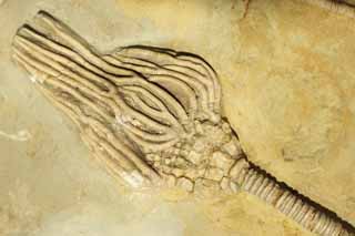 Foto, materiell, befreit, Landschaft, Bild, hat Foto auf Lager,Eine Meereslilie, Fossil, Ein echinoderm, Eine alte Kreatur, Evolution