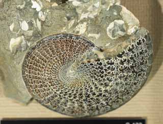 photo,material,free,landscape,picture,stock photo,Creative Commons,An ammonite, fossil, An ammonite, pumpkin stone, Amon shellfish