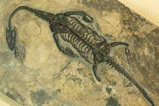 Foto, materiell, befreit, Landschaft, Bild, hat Foto auf Lager,Das Fossil des Dinosauriers, Fossil, Dinosaurier, Eine alte Kreatur, Evolution