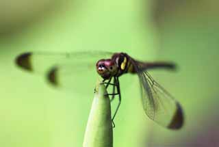 Foto, materiell, befreit, Landschaft, Bild, hat Foto auf Lager,Eine Libelle, Libelle, , Feder, Zusammengesetzte Augen