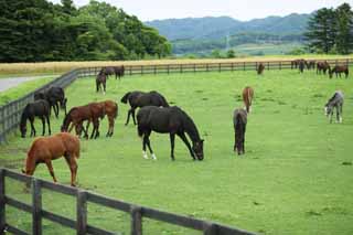 photo, la matire, libre, amnage, dcrivez, photo de la rserve,Le vivre de l'animal de race, La crinire, Je le reois, poulain, Courses de chevaux