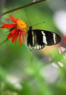 photo,material,free,landscape,picture,stock photo,Creative Commons,The butterfly of the southern country, feather, feeler, butterfly, 