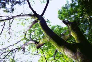 photo,material,free,landscape,picture,stock photo,Creative Commons,Time of an old tree, moss, branch, , 