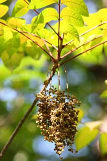 photo,material,free,landscape,picture,stock photo,Creative Commons,A lacquered fruit, forest, nut, lacquer tree, Mt. Bandai-san