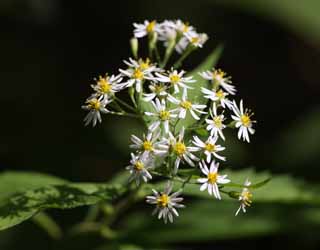 photo, la matire, libre, amnage, dcrivez, photo de la rserve,La fleur de la fort, fort, Green, Jaune, Blanc