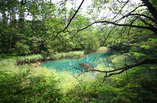 photo,material,free,landscape,picture,stock photo,Creative Commons,Akanuma, forest, pond, Azure blue, Mt. Bandai-san