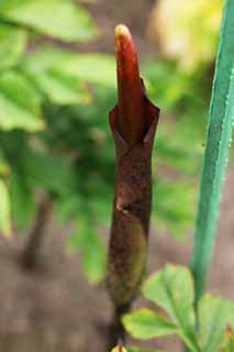 photo,material,free,landscape,picture,stock photo,Creative Commons,A flower of the konnyaku, Konnyaku, , bud, Brown