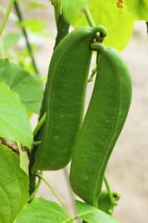 photo,material,free,landscape,picture,stock photo,Creative Commons,The fruit of the sword bean, bean, Healthy tea, Poison, Canned message