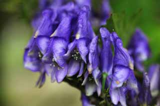 Foto, materieel, vrij, landschap, schilderstuk, bevoorraden foto,Octorika duister wapperen, Een aconite, Chinees artsenij, , Sterk hart afscheiding van urine