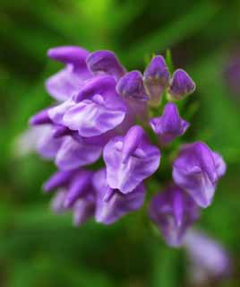 Foto, materieel, vrij, landschap, schilderstuk, bevoorraden foto,Scutellaria baicalensis, , Chinees artsenij, , Verlichting van de koorts