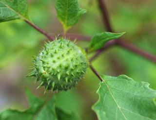 photo,material,free,landscape,picture,stock photo,Creative Commons,A thorn apple, thorn apple, Chinese medicine, Relaxation, Painkilling