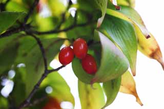 Foto, materieel, vrij, landschap, schilderstuk, bevoorraden foto,Cornus officinalis, Ik ben sterk, Chinees artsenij, Hemostasis, Convergentie