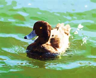 illust, , , , , ,  ,  , .,  scaup duck, waterfowl, duck, , 