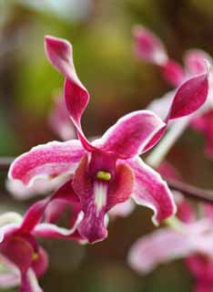 Foto, materieel, vrij, landschap, schilderstuk, bevoorraden foto,De orchidee van ht paarsachtig rood, Een orchidee, , Kroonblad, Ik ben prachtig