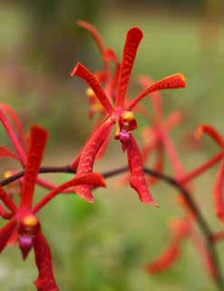 fotografia, materiale, libero il panorama, dipinga, fotografia di scorta,Un'orchidea rossa, Un'orchidea, , petalo, Io sono sfarzoso