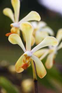 fotografia, materiale, libero il panorama, dipinga, fotografia di scorta,Un'orchidea della crema, Un'orchidea, , petalo, Io sono sfarzoso