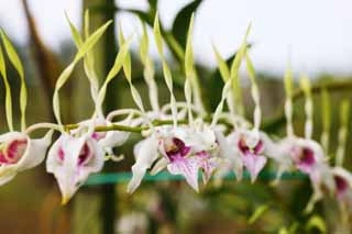 fotografia, materiale, libero il panorama, dipinga, fotografia di scorta,L'orchidea che balla del petalo, Un'orchidea, , petalo, Io sono sfarzoso