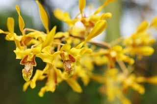 fotografia, materiale, libero il panorama, dipinga, fotografia di scorta,Un'orchidea gialla, Un'orchidea, , petalo, Io sono sfarzoso