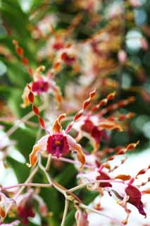 fotografia, materiale, libero il panorama, dipinga, fotografia di scorta,L'orchidea del violaceo rosso, Un'orchidea, , petalo, Io sono sfarzoso