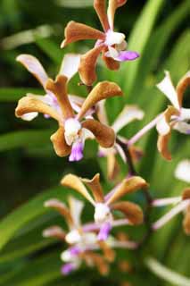 Foto, materiell, befreit, Landschaft, Bild, hat Foto auf Lager,Eine braune Orchidee, Eine Orchidee, , Bltenblatt, Ich bin prchtig