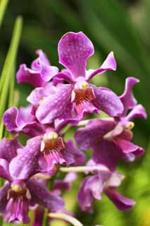 Foto, materiell, befreit, Landschaft, Bild, hat Foto auf Lager,Die Orchidee vom purpurhnlichen roten, Eine Orchidee, , Bltenblatt, Ich bin prchtig