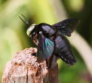 Foto, materiell, befreit, Landschaft, Bild, hat Foto auf Lager,Eine riesige Fliege, Fliege, , , Die tropische Zone