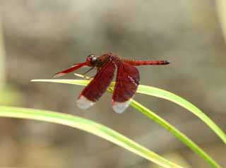 photo,material,free,landscape,picture,stock photo,Creative Commons,Naan Yaw tortoise shell dragonfly, dragonfly, , Southeastern Asian, The jewel which flies