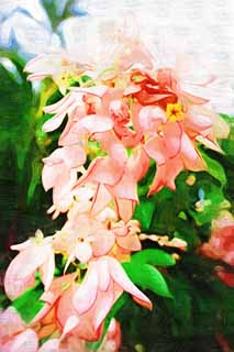 illust, materiell, befreit, Landschaft, Bild, Gemlde, Farbbleistift, Wachsmalstift, Zeichnung,,Ein bougainvillaea, bougainvillaea, Die tropische Zone, Tropisch, Ich bin prchtig