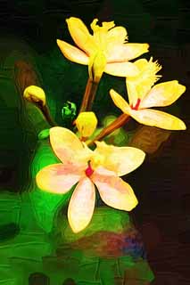 illust, matire, libre, paysage, image, le tableau, crayon de la couleur, colorie, en tirant,Une orchide jaune, Une orchide, , , Je suis luxueux