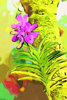 illust, materiell, befreit, Landschaft, Bild, Gemlde, Farbbleistift, Wachsmalstift, Zeichnung,,Eine rosa Orchidee, Eine Orchidee, , , Ich bin luxuris