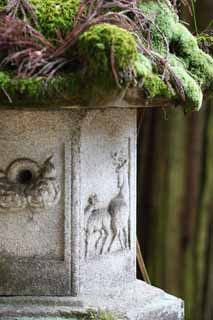 fotografia, materiale, libero il panorama, dipinga, fotografia di scorta,Ishigami si specializza in lanterna di pietra di sacrario, La cronaca giapponese del Giappone, descrizione di storia di popolo, Assistenziale, cervo