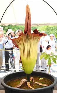 photo,material,free,landscape,picture,stock photo,Creative Commons,World's greatest flower Amorphophallus titanum, Putrid smell, huge flower, Konnyaku, 