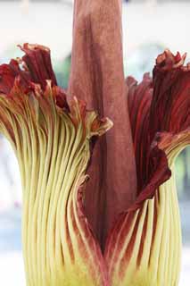 Foto, materieel, vrij, landschap, schilderstuk, bevoorraden foto,Wereldwijd grootste bloem Amorphophallus titanum, Rot vies ruiken, Reusachtige bloem, Konnyaku, 