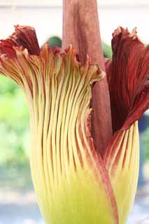 ,,, ,,,   titanum Amorphophallus,  .,  ., Konnyaku., 