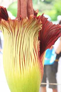 photo, la matire, libre, amnage, dcrivez, photo de la rserve,La plus grande fleur de Monde titanum Amorphophallus, Odeur putride, fleur norme, Konnyaku, 