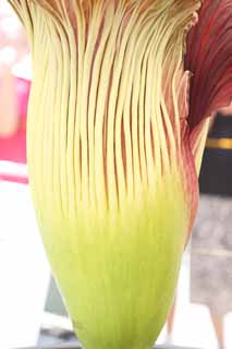 ,,, ,,,   titanum Amorphophallus,  .,  ., Konnyaku., 