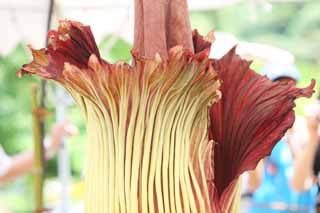 photo, la matire, libre, amnage, dcrivez, photo de la rserve,La plus grande fleur de Monde titanum Amorphophallus, Odeur putride, fleur norme, Konnyaku, 