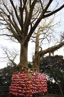 fotografia, materiale, libero il panorama, dipinga, fotografia di scorta,Lato di Sacrario di Eshima tavoletta di votive di Tsunomiya, sacrario pi basso, Sacrario scintoista, tavoletta di votive, ginkgo