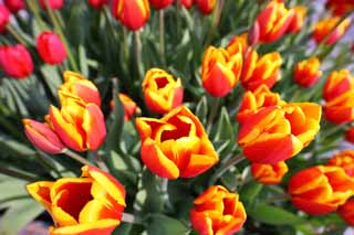 Foto, materieel, vrij, landschap, schilderstuk, bevoorraden foto,Een tulp, Tulp, Kroonblad, Ik ben knap, Ik ben prachtig