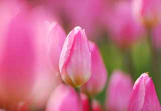 fotografia, materiale, libero il panorama, dipinga, fotografia di scorta,Un tulipano, tulipano, petalo, Io sono bello, 